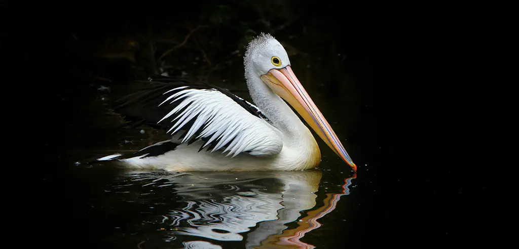 ein pelikan im wasser