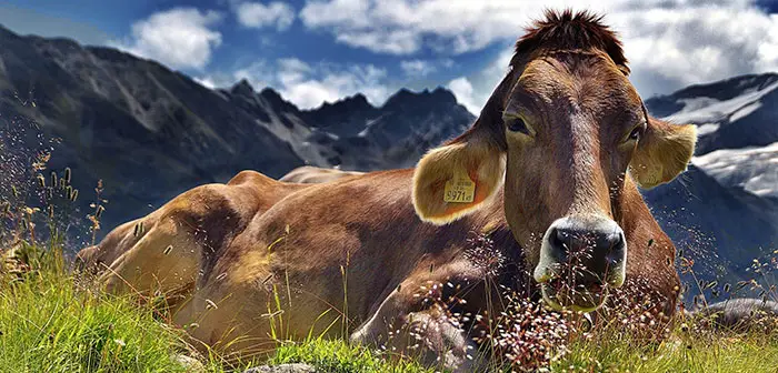 bodensee ausflugsziele alpen kuh