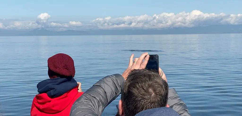 Vancouver Aktivitaeten - Whalewatching