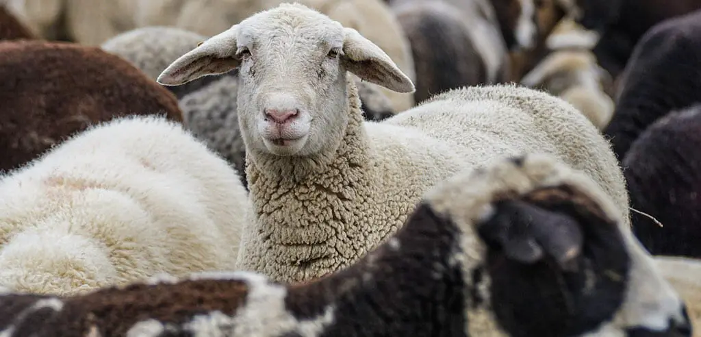 1000 Schafe hüten als Teambuilding-Idee für Firmen. 