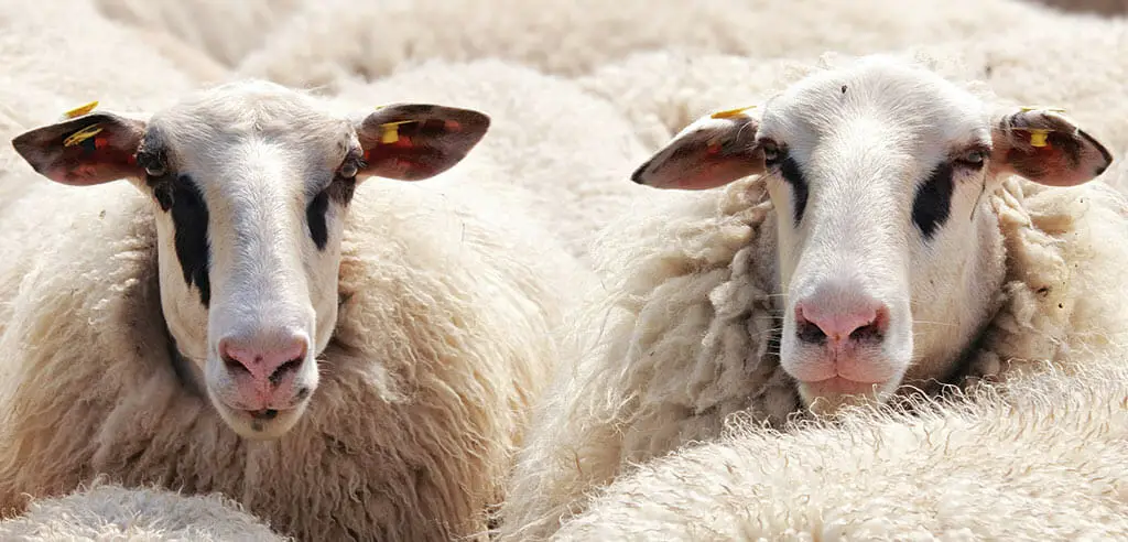 Teambuilding-Idee für die ganze Firma: 1000 Schafe hüten