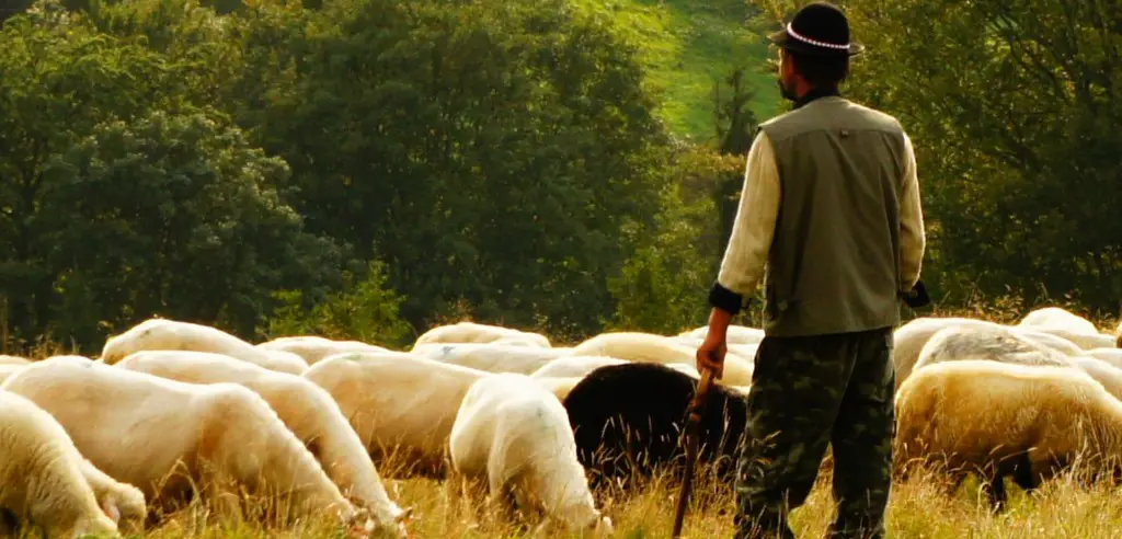 Schafe hüten als Teamevent. Ein Erlebnis für die Führungskompetenzen,