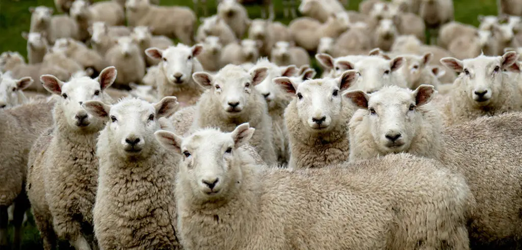Als Team 1000 Schafe hueten, meisterst du die Herausforderung