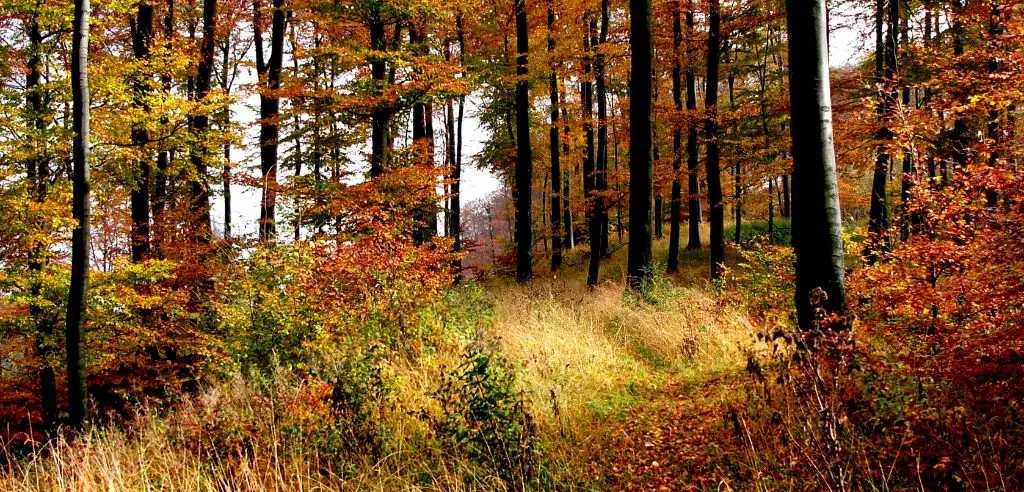 Wandern im Teutoburger Wald ist gut für die Seele Aktivitaeten und Ausflugsziele in Bielefeld