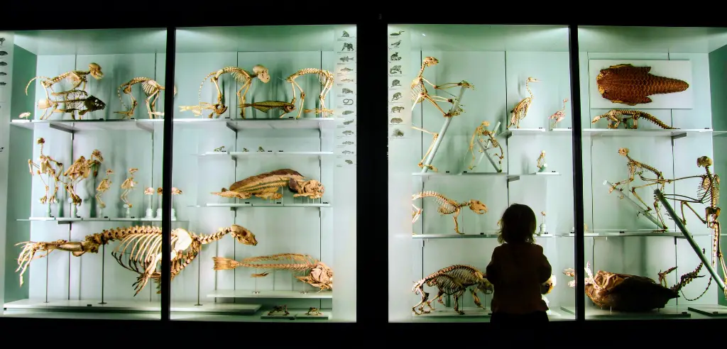 In die Welt der Maritimen Lebewesen eintauchen im zoologischen Museum in Kiel Freizeitaktivitaeten 