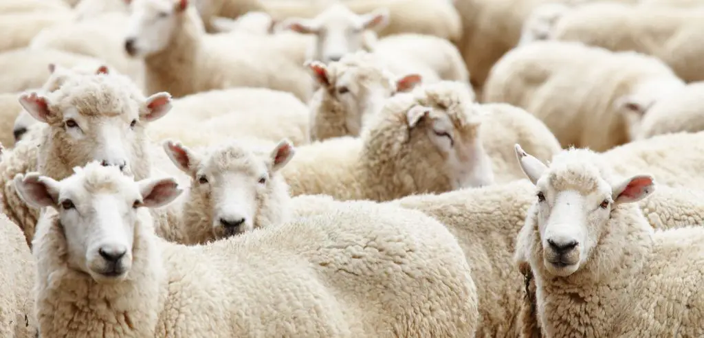 Stellt euch einer flauschigen Herausforderung beim Schafe hueten Sommerfest-Ideen Hamburg