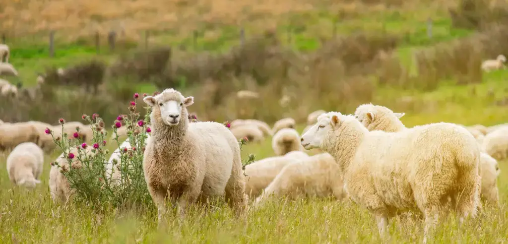 Schafe hüten nachhaltiges Teambuilding in der Natur